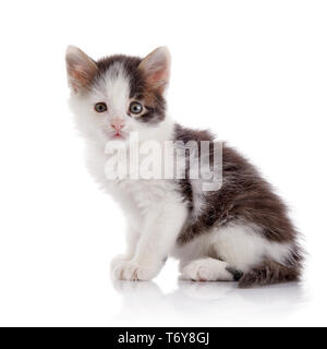 Kleine spotty Kätzchen auf einem weißen Hintergrund. Stockfoto