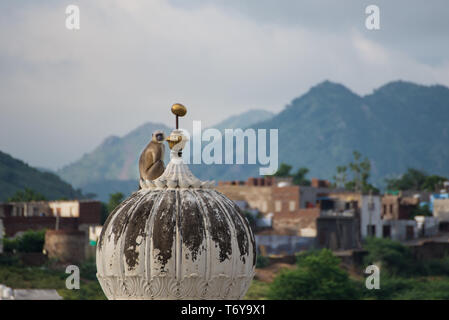 Affe auf dem Dach in Indien Stockfoto