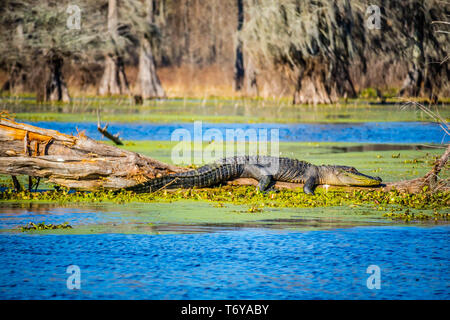 Eine große amerikanische Krokodil in Abbeville, Louisiana Stockfoto