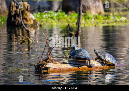 Zwei große Bemalte Schildkröten in Abbeville, Louisiana Stockfoto
