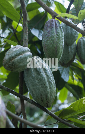 Kakaobaum (Theobroma cacao) mit grünen Früchten. Stockfoto