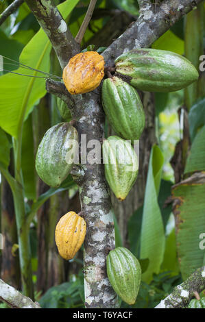 Kakaobaum (Theobroma cacao) mit grünen und gelben Früchten. Stockfoto