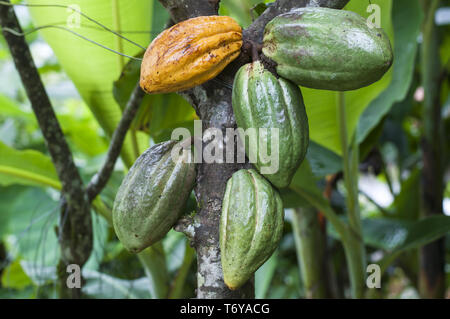 Kakaobaum (Theobroma cacao) mit grünen und gelben Früchten. Stockfoto