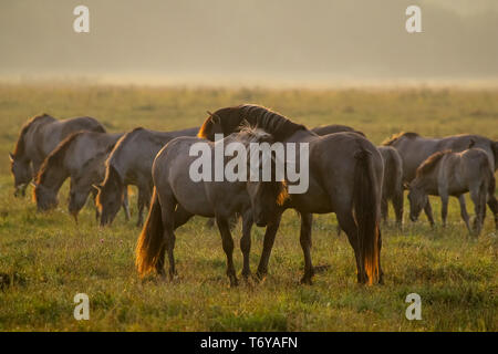 Wilde Pferde grasen auf der Weide auf nebliger Sommermorgen. Stockfoto