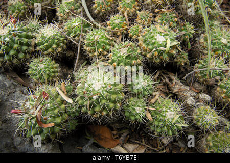 Native Kakteen im Botanischen Garten der UNAM, Mexiko City, Mexiko. Stockfoto