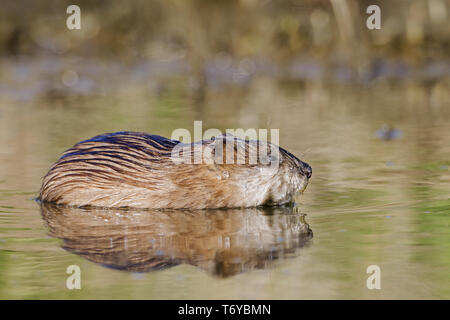 Bisamratte im Wasser-/Ondatra zibethicus Stockfoto