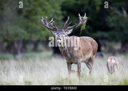 Red Deer brüllen, Roter Hirsch, Cervus elaphus Stockfoto