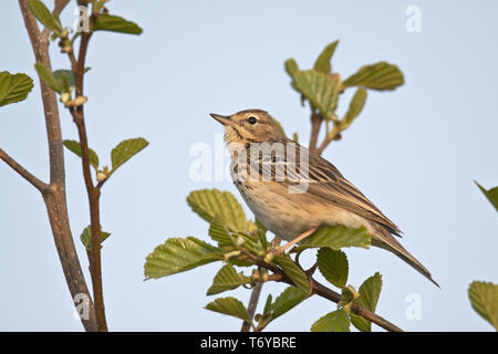 Baumpieper Anthus trivialis Stockfoto