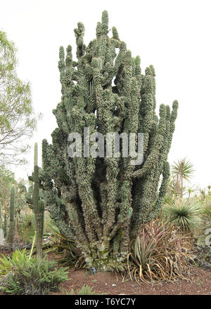 Native Kakteen im Botanischen Garten der UNAM, Mexiko City, Mexiko. Stockfoto