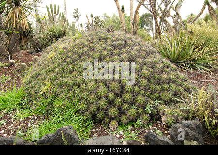 Native Kakteen im Botanischen Garten der UNAM, Mexiko City, Mexiko. Stockfoto