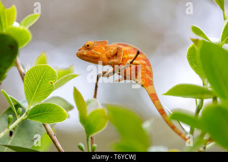 Parsons Chamäleon (Calumma Parsonii) Stockfoto