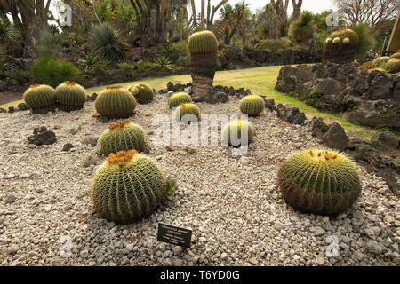 Native Kakteen im Botanischen Garten der UNAM, Mexiko City, Mexiko. Stockfoto