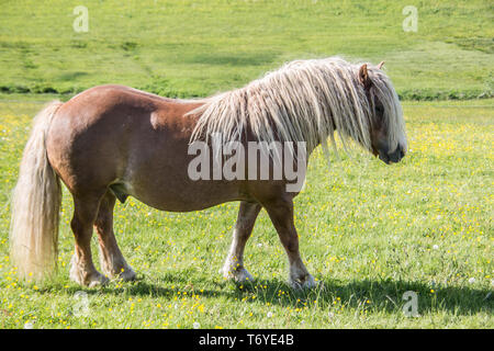 Shetland pony auf der Weide Stockfoto