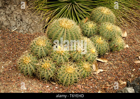 Native Kakteen im Botanischen Garten der UNAM, Mexiko City, Mexiko. Stockfoto