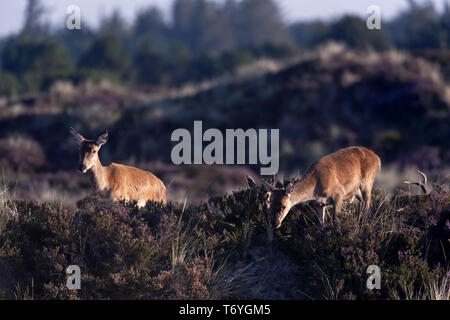 Red Deer hind und Kalb in den Dünen Stockfoto