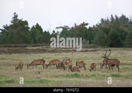 Roter Hirsch mit Herde in die Furche Stockfoto