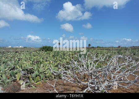 Abb. Baum ohne Blätter in der Opuntia Feld, Lanzarote Stockfoto