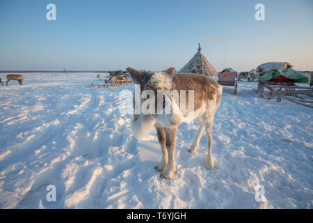 Russland, der Jamal-nenzen Autonome Region, Halbinsel Yamal, nenzen Rentier Hirten am Lager Stockfoto