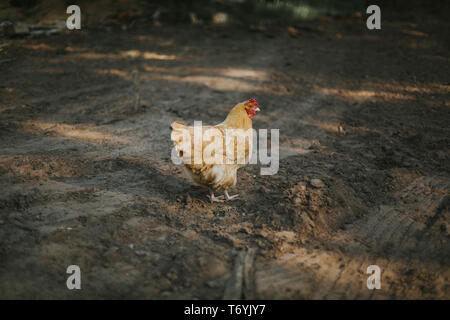 Buff Orpington Hühner in Schmutz Auffahrt im Nordwesten von Wisconsin Stockfoto