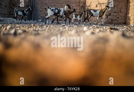 Shanty Landschaft in Sahara Stadt mit Ziegen. Stockfoto