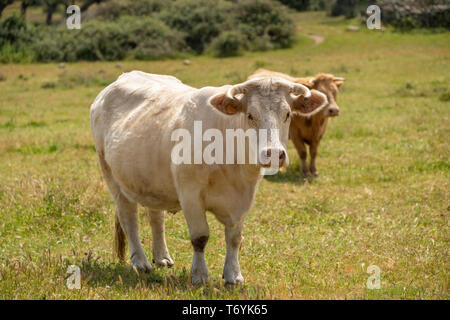 Charolais grasende Kühe auf der Wiese von Extremadura, Spanien Stockfoto