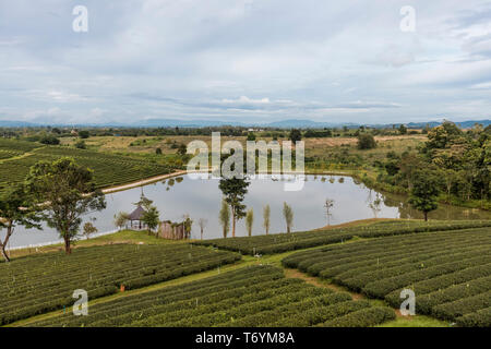 Malerische Aussicht auf Kaffee ernten in einem Bauernhof in Thailand wächst. Stockfoto