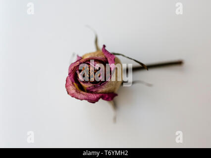 Getrocknete single rosa Rose mit Stiel Stockfoto