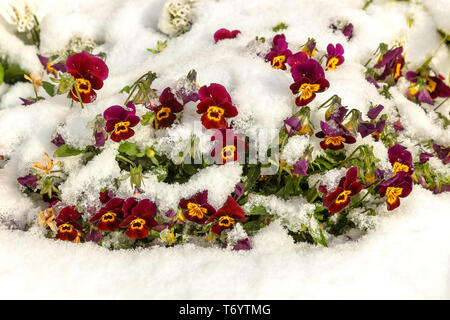 Lila und Gelb viola Blumen unter dem frischen Schnee Stockfoto