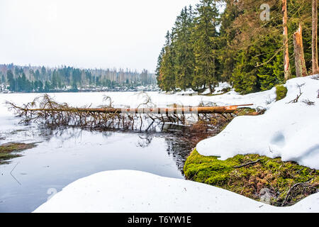 Nationalpark Harz im Winter Oderteich Stockfoto