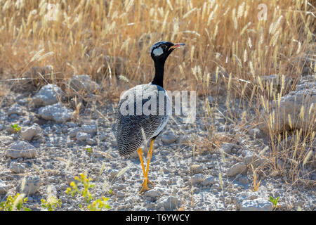 Northern Black Korhaan Namibia, Afrika Safari Wildlife Stockfoto