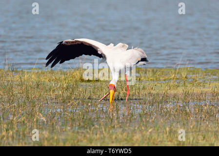 Nimmersatt, Botswana Afrika wildlife Stockfoto