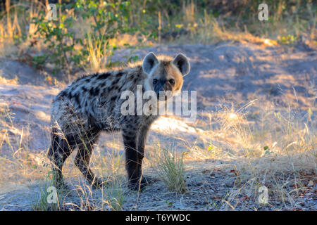 Tüpfelhyäne, Botswana Afrika wildlife Stockfoto