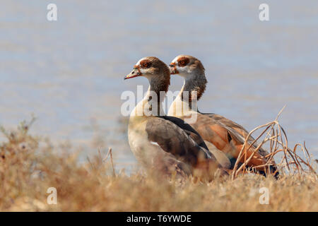 Nilgans Moremi Botswana, Afrika Wüste Stockfoto