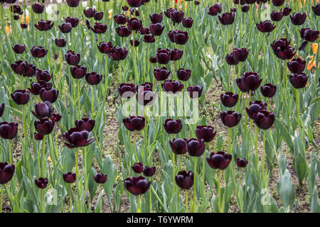 Weiß, Orange und schwarze Tulpen Stockfoto