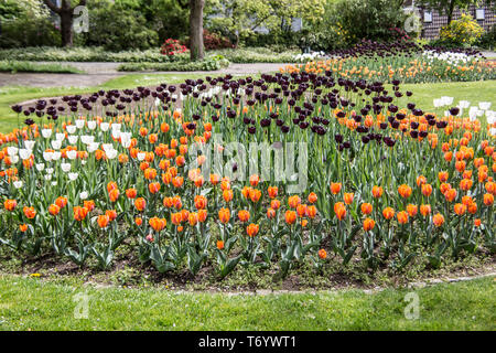 Weiß, Orange und schwarze Tulpen Stockfoto