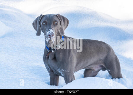 Weimaraner Jagd - Hund in tiefem Schnee Stockfoto