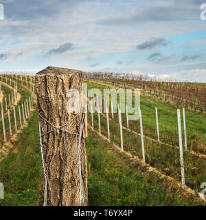 Weinberg im Herbst im Burgenland Stockfoto