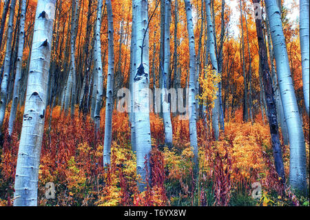 Eine bunte Aspen Grove voll von gelb, orange und rote Blätter an einem regnerischen Herbsttag in der Nähe der kastanienbraunen Glocken außerhalb von Aspen, Co. Stockfoto