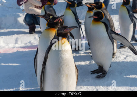 Asahikawa City, Hokkaido, Japan. Feb 20, 2019: Penguin walking Parade zeigen auf Schnee mit der asahikawa Zoo in Hokkaido, Japan im Winter. Stockfoto