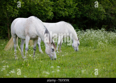 White Horse ist die Beweidung in Frühlingswiese Stockfoto