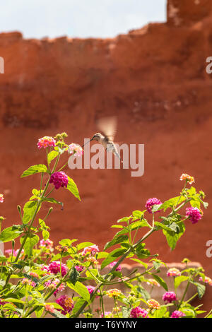 Riesige Kolibri (Patagona gigas) Fütterung auf lantana Blüten Stockfoto