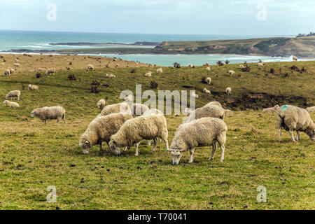 Herde Schafe grasen auf einer Wiese Stockfoto