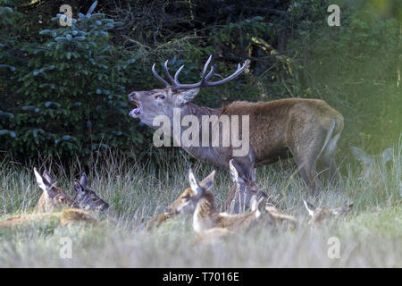 Red Stag brüllen mit hinds und Kälber Stockfoto