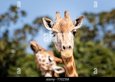 Eine Nahaufnahme Kopf einer Giraffe direkt an der Kamera mit dem Kopf eines anderen Giraffe im Hintergrund. Stockfoto