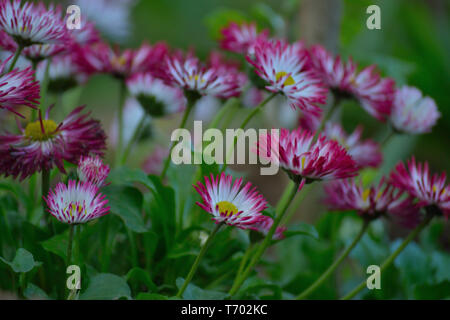 Rosa und weissen Gerbera daisy flower im Garten Stockfoto