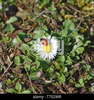 Marienkäfer sitzen auf Daisy. Ruhe im Frühjahr. Stockfoto