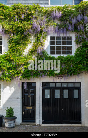Wisteria auf der Vorderseite eines Hauses in Queens Gate Mews, South Kensington, London, England Stockfoto