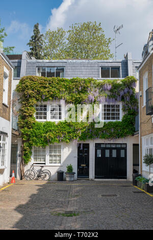 Wisteria auf der Vorderseite eines Hauses in Queens Gate Mews, South Kensington, London, England Stockfoto