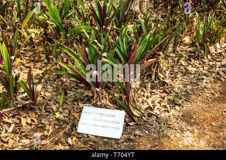 Tradescantia spathacea, wie Mose in die Wiege bekannt. Hier sind einige von ihnen an der Becal Museum Garten in Campeche, Mexiko. Stockfoto
