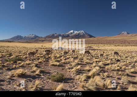 Vicuñas weiden auf dem Altiplano, Atacama, Chile Stockfoto